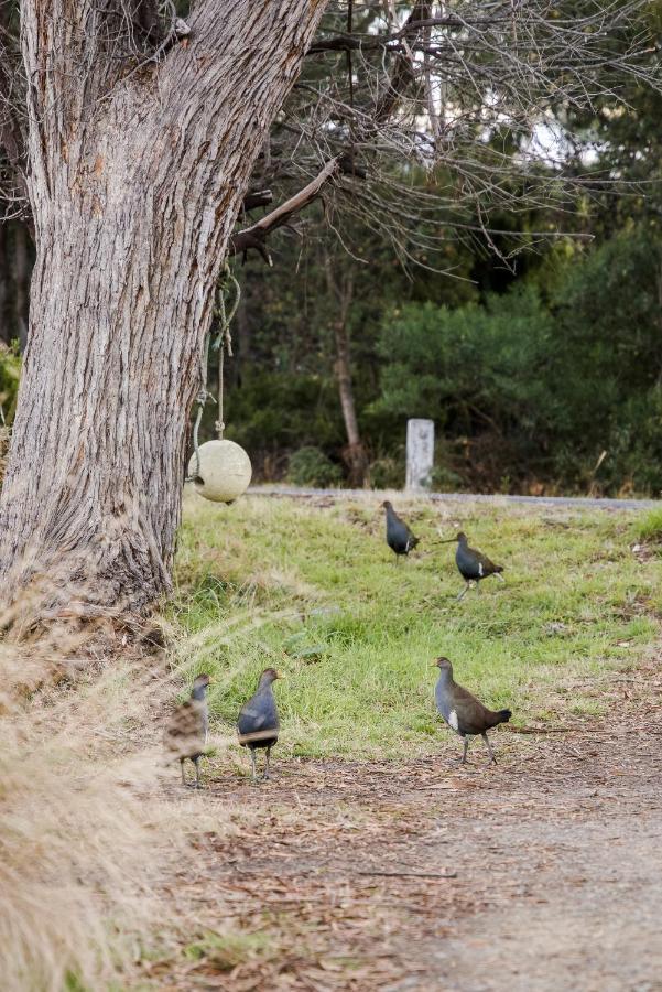 Lawrence Creek Cottage Bruny Island Simpsons Bay Ngoại thất bức ảnh